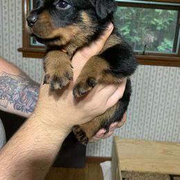 Rottweiler Puppies from Von Insel Zu Berg Rottweilers