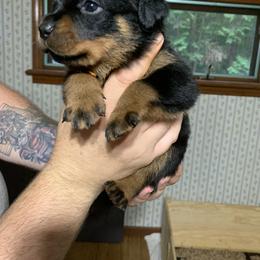 Rottweiler Puppies from Von Insel Zu Berg Rottweilers