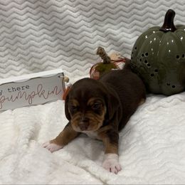 Pocket Beagle Oakley - Brown white and tan female Beagle puppy in Gentry, Arkansas from HC Puppy Ranch