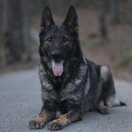 Kalypsó - German Shepherd