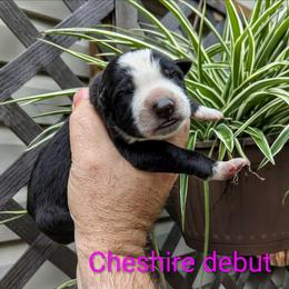 Cheshire - Panda female German Shepherd puppy in Olean, New York from F&B Kennels
