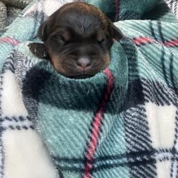 Boy 4 - Black and mahogany male Rottweiler puppy in Buskirk, New York from Misjef Rottweilers