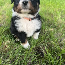 Boy 2 - Black tri-color Australian Shepherd puppy in Michigan from RebelRiver Ranch-Australian Shepherds