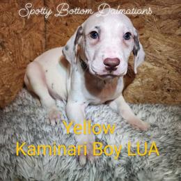 Dalmatian Puppies from Spotty Bottom Dalmatians