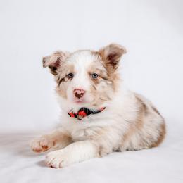 Border Collie Puppies from Snow Pine Ranch