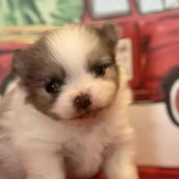Pomeranians from Fluffs the Stuff Pomeranians