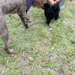 Poodle All Grown Up from Knight’s Standard Poodles