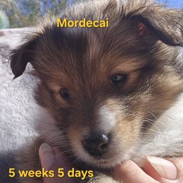 TINY Little Mordecai - Sable and white male Shetland Sheepdog puppy in Houston, Texas from LaLa's Lilliputian Lassies