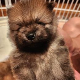 Pomeranian Puppies from Pomsgarden