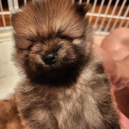 Pomeranian Puppies from Pomsgarden