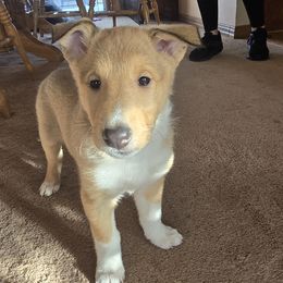 Collie Puppies from Briar Oaks
