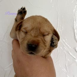 Penne - Yellow female Labrador Retriever puppy in Tomahawk, Wisconsin from Mahner Labs
