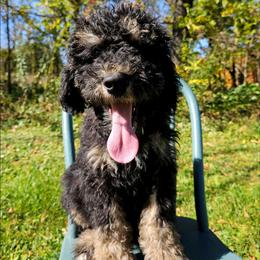 Cosmos - Phantom male Bernedoodle puppy in Granton, Wisconsin from Rose River Farms