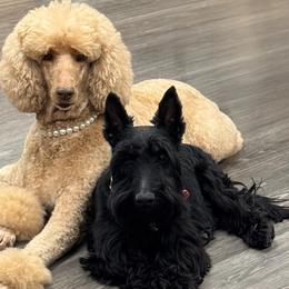 Poodles and Scottish Terriers from Schrute Farms Canine Clan
