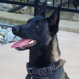 Penelope - Belgian Malinois