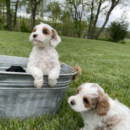 Australian Labradoodle Puppies from Wild Daisy Labradoodles