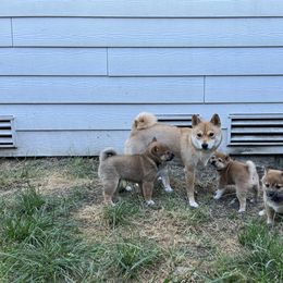 Shiba Inu Puppies from OlyInu