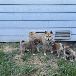 Shiba Inu Puppies from OlyInu
