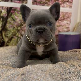 Dusty - Blue male French Bulldog puppy in Spokane, Washington from Lilac City Frenchies