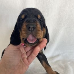 Black and Tan Coonhound Puppies from Tinkers hounds