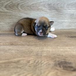 Azalea (Possible Fluffy) - Sable female Pembroke Welsh Corgi puppy in Phelan, California from Desert Sunset Pembroke Welsh Corgis