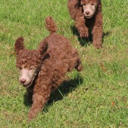 Poodle Puppies from RK'S Pets