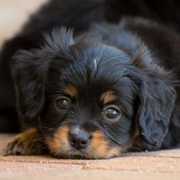 CAVALON Sherwin - Black and tan male Companion Cross puppy in Boardman, Ohio from Taliaferro Kennel
