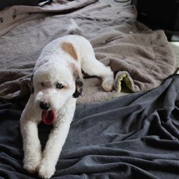 Aussiedoodle puppies from Doodle Dandy