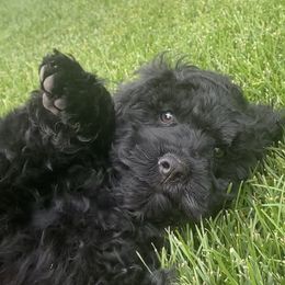White boy - Black male Cockapoo puppy in Rigby, Idaho from Elkington Family Farms LLC