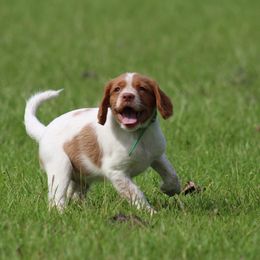 Copper - Orange roan male Brittany puppy in Georgia from Edenbright Brittanys