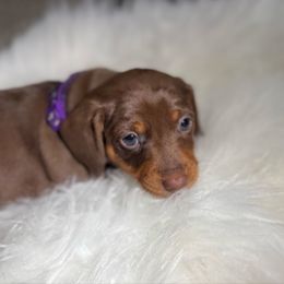 Pepper - Dapple female Dachshund puppy in Anaheim, California from SoCal Mini Dachshunds