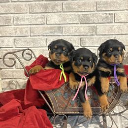 Girl 3 - Black and mahogany female Rottweiler puppy in Burlington, Kentucky from vom Blaurasen Rottweilers