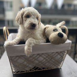 Goldendoodle Puppies from Newport Doodles