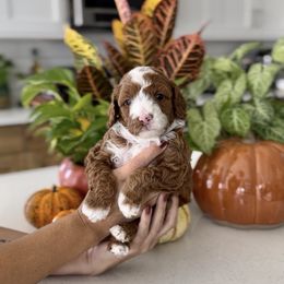 Mistletoe - Red  female Goldendoodle puppy in St George, Utah from Doodle Bears of Southern Utah