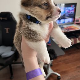 Pembroke Welsh Corgi Puppies from West Houston Corgis