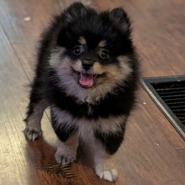 Shadow - Black and tan male Pomeranian puppy in Danielsville, Georgia from PassionatePomPoms