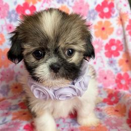 Ava - Liver female Shih Tzu puppy in Hemet, California from Aloha Shih Tzu