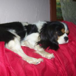 STAR - Cavalier King Charles Spaniel