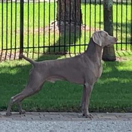 Weimaraners from Moonstone Weimaraners
