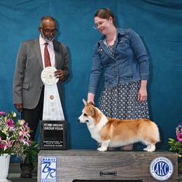 Pembroke Welsh Corgi Puppies from Rain City Corgis