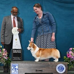 Pembroke Welsh Corgi Puppies from Rain City Corgis