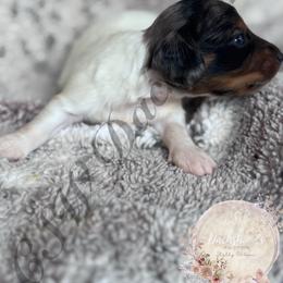 Draco - Piebald male Dachshund puppy in Lufkin, Texas from CSW Dachshunds