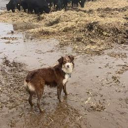 Australian Shepherd All Grown Up from Wexford Creek Aussies