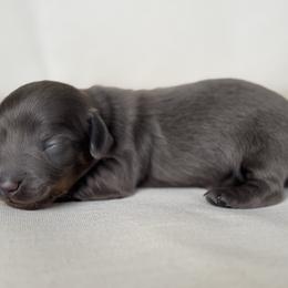 Beau - Blue and tan male Dachshund puppy in Bentonville, Arkansas from Boujee Buns Dachshunds