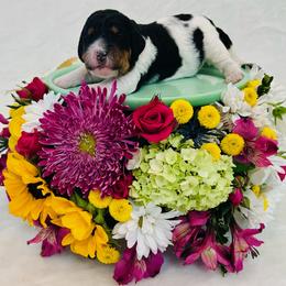 Girl 2 - female Bernedoodle puppy in Harpers Ferry, West Virginia from Oso Perfect Poodles and Doodles