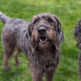 Merlee - Labradoodle