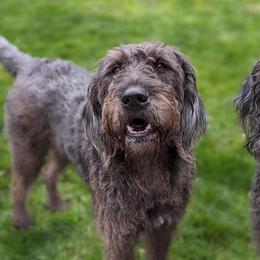 Merlee - Labradoodle