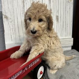Tia's Yellow Collar Girl 2150 - Apricot female Goldendoodle puppy in Alvin, Texas from JP Southern Doodles
