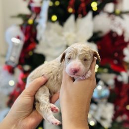 Dior - Yellow and white female Bernedoodle puppy in Ohio from Moore Doodles