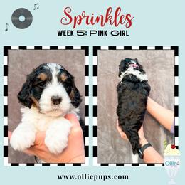 Sprinkles - Tri-color female Bernedoodle puppy in Boiling Springs, South Carolina from OlliePups, LLC